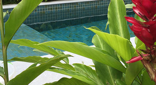 jardim tropical e piscina